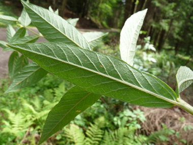 Verso des feuilles. Agrandir dans une nouvelle fenêtre (ou onglet)